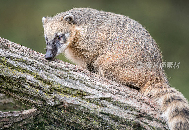 Coati, Nasenbär，野生动物纳苏亚